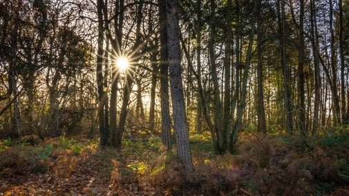 A winter sun burst shines through the trees in Morgaston Woods in winter.
